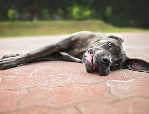 Did Your Pet Overheat in the Houston Heat?