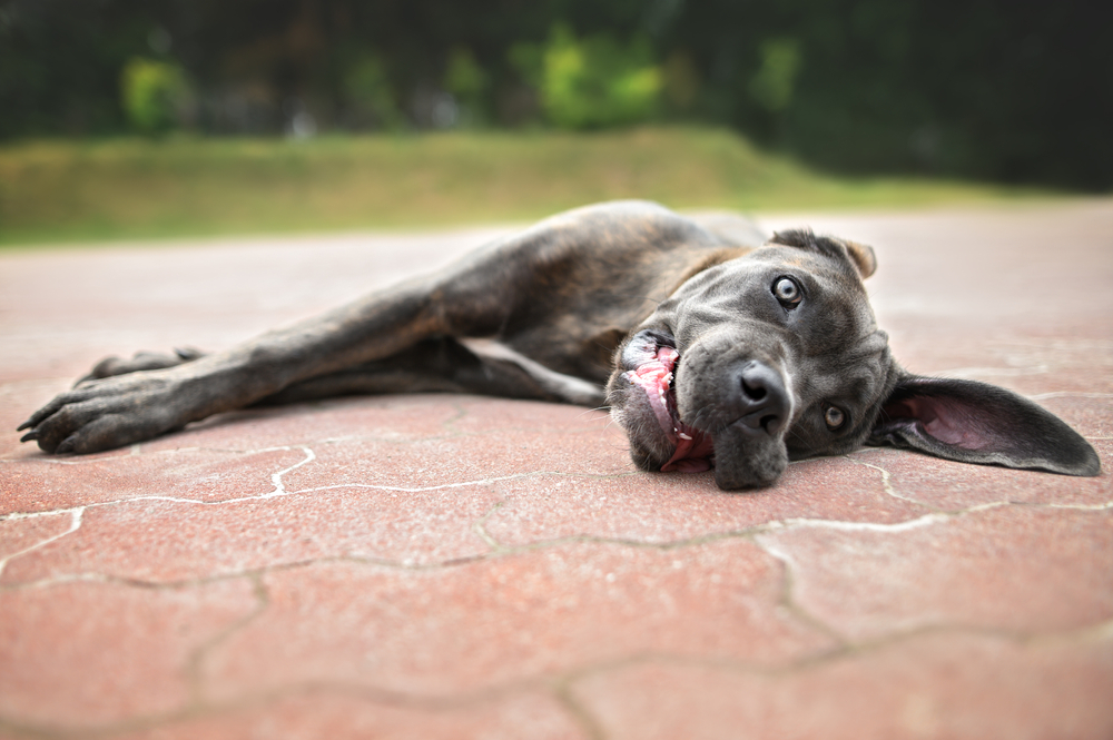 A large, gray dog with blue eyes lies on its side on a paved surface, looking at the camera with one ear flopped back. The background is blurred greenery.