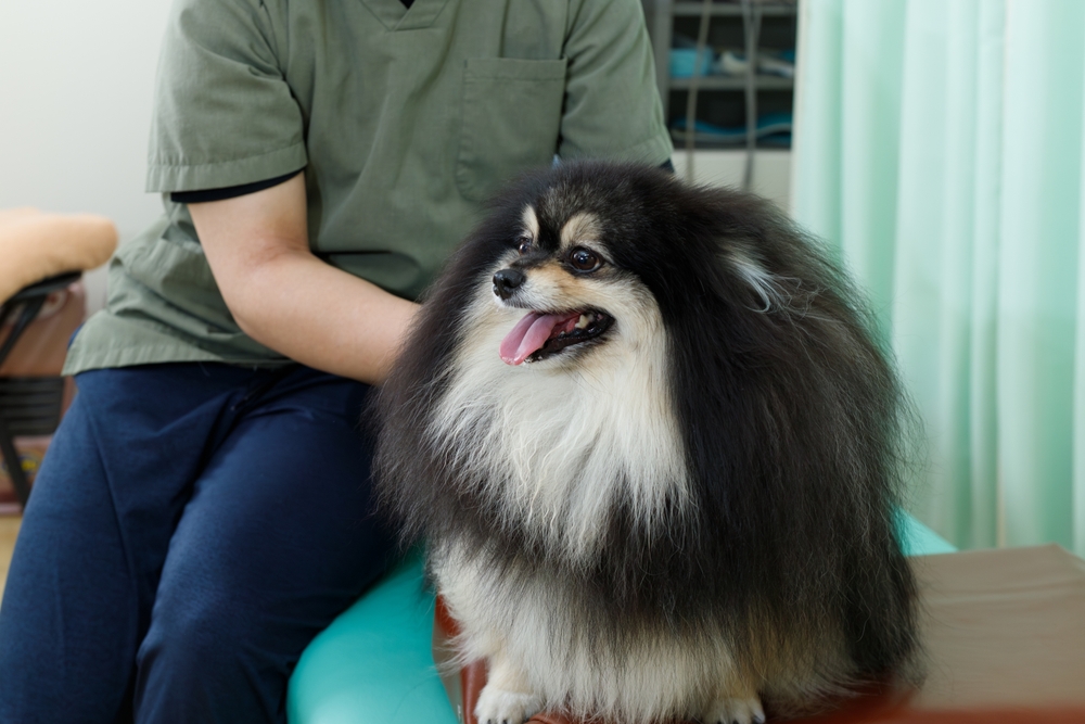 A fluffy black and white Pomeranian dog sits on a table next to a person in green scrubs, likely at a veterinary clinic. The dog looks alert with its tongue out.