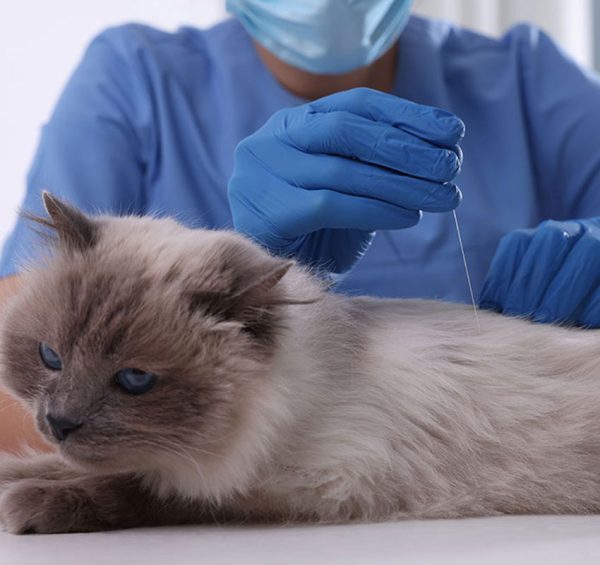 A fluffy gray cat is lying calmly on a table while a person in blue scrubs and gloves performs acupuncture, gently inserting a needle into the cat's back. The person is wearing a mask, indicating a veterinary setting.