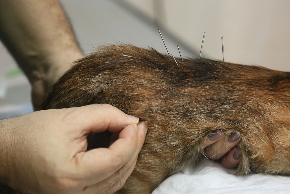 A person's hands inserting acupuncture needles into the back of a brown dog's neck. The dog is lying down, and multiple needles are visible on its back.