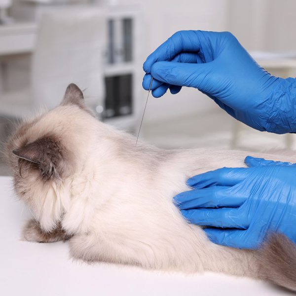 A fluffy cat receiving acupuncture. A pair of gloved hands is gently inserting a thin needle into the cat's back. The cat appears calm and relaxed on a white surface.