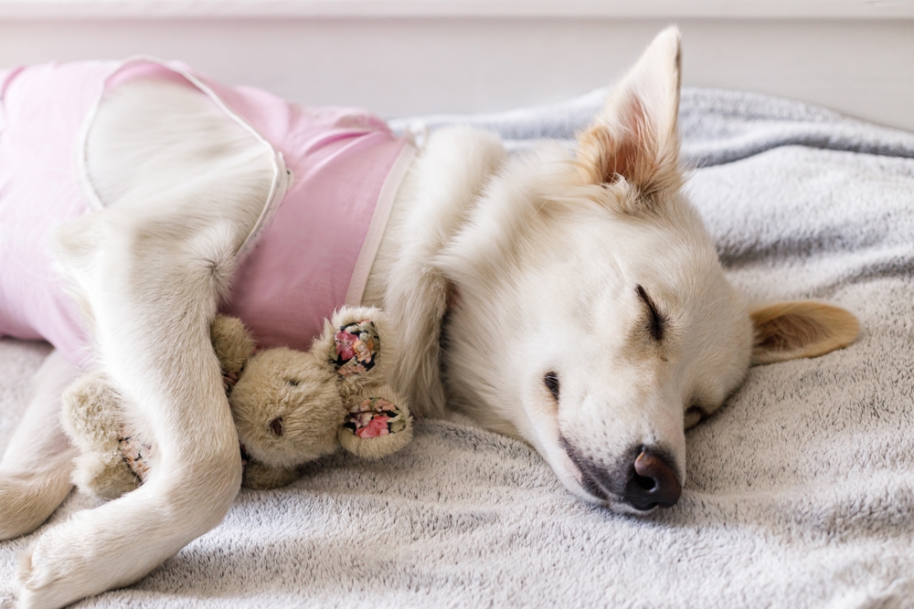 A white dog wearing a pink shirt is sleeping on a gray blanket, cuddling a small stuffed animal bunny with its front paws.