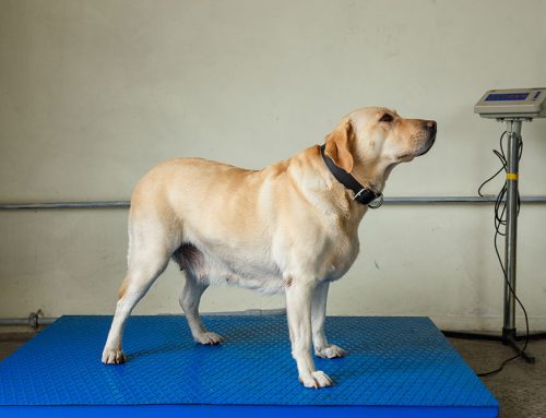 Why Does My Pet Keep Gaining Weight on Measured Meals?
