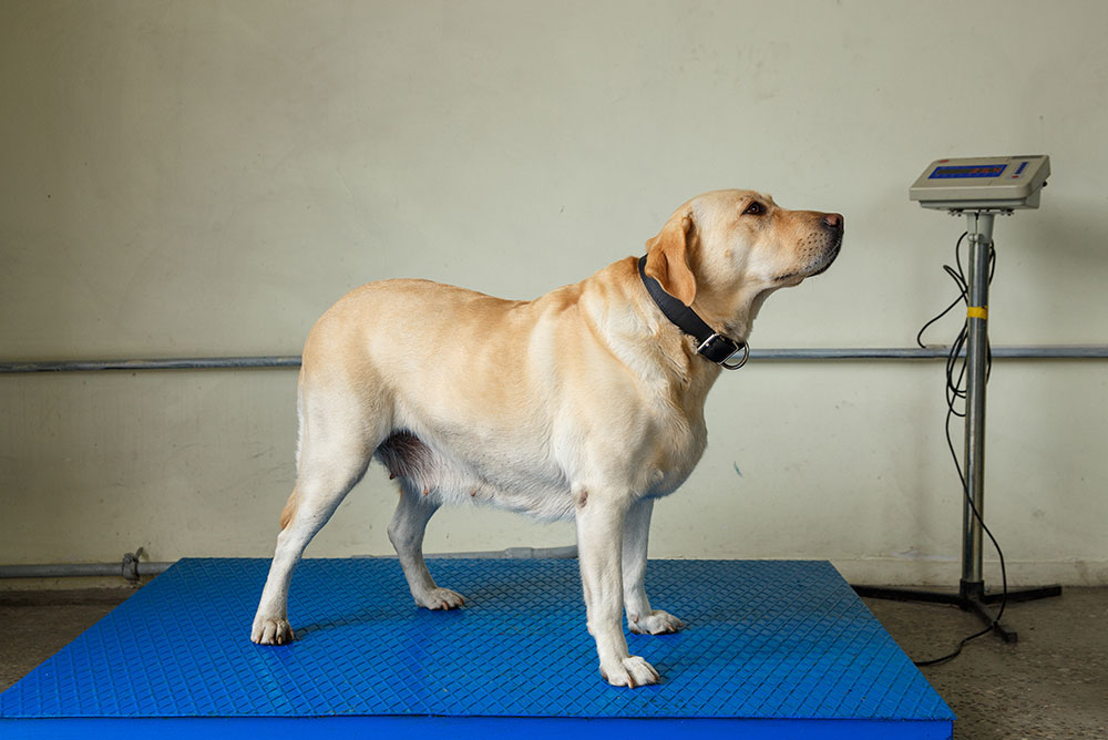 A yellow Labrador Retriever stands on a blue platform scale, looking forward. A digital weight display is mounted on a pole to the right against a pale wall.