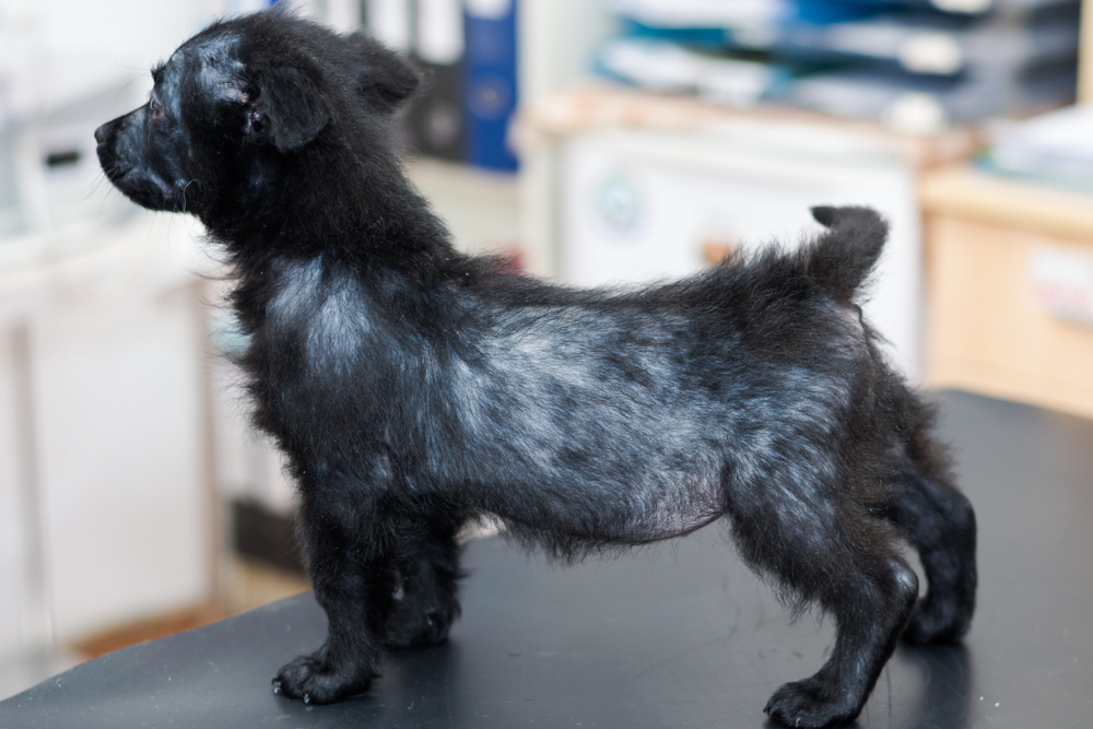 A small black dog with sparse fur stands on a table indoors, with its head turned to the left. The background is slightly blurred, showing office supplies and shelves.