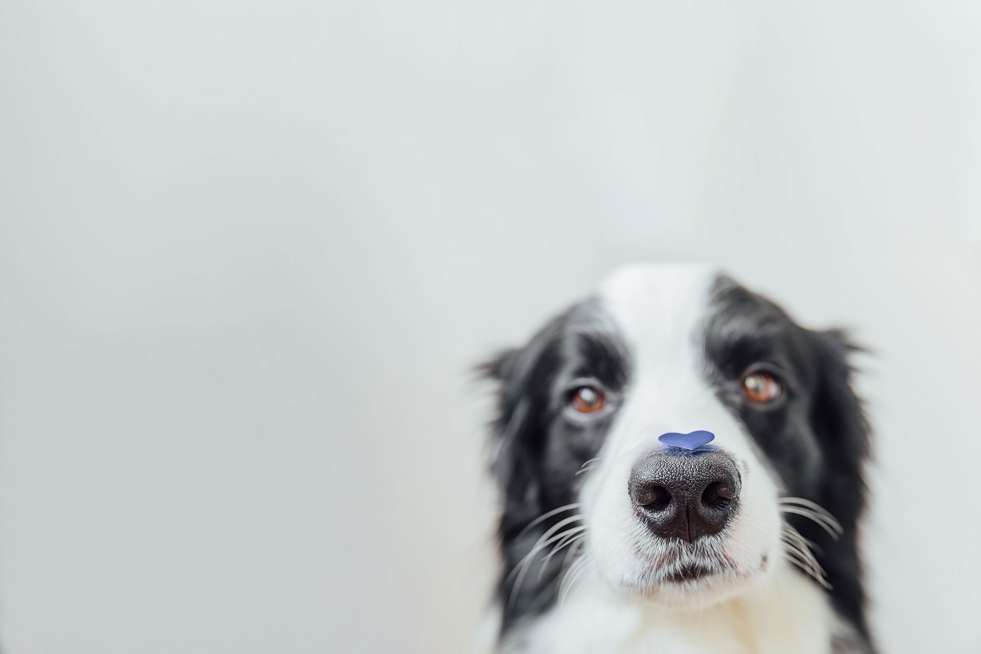 A black and white border collie with a small blue flower on its nose, looking directly at the camera against a soft gray background, exemplifies effective pet behavior guidance with its calm demeanor.