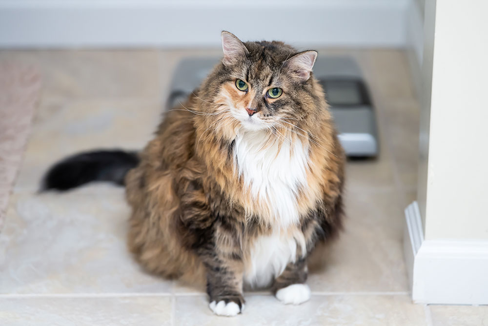 A long-haired, brown and white cat with green eyes sits on a tiled floor in front of a digital scale, looking directly at the camera.