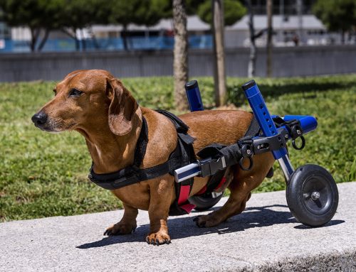 Can a Wheelchair or Harness Help My Dog Walk Again?