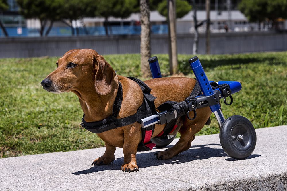 A brown dachshund wearing a harness uses a blue and black wheelchair for its hind legs while standing on a concrete surface outdoors, with grass and trees in the background.