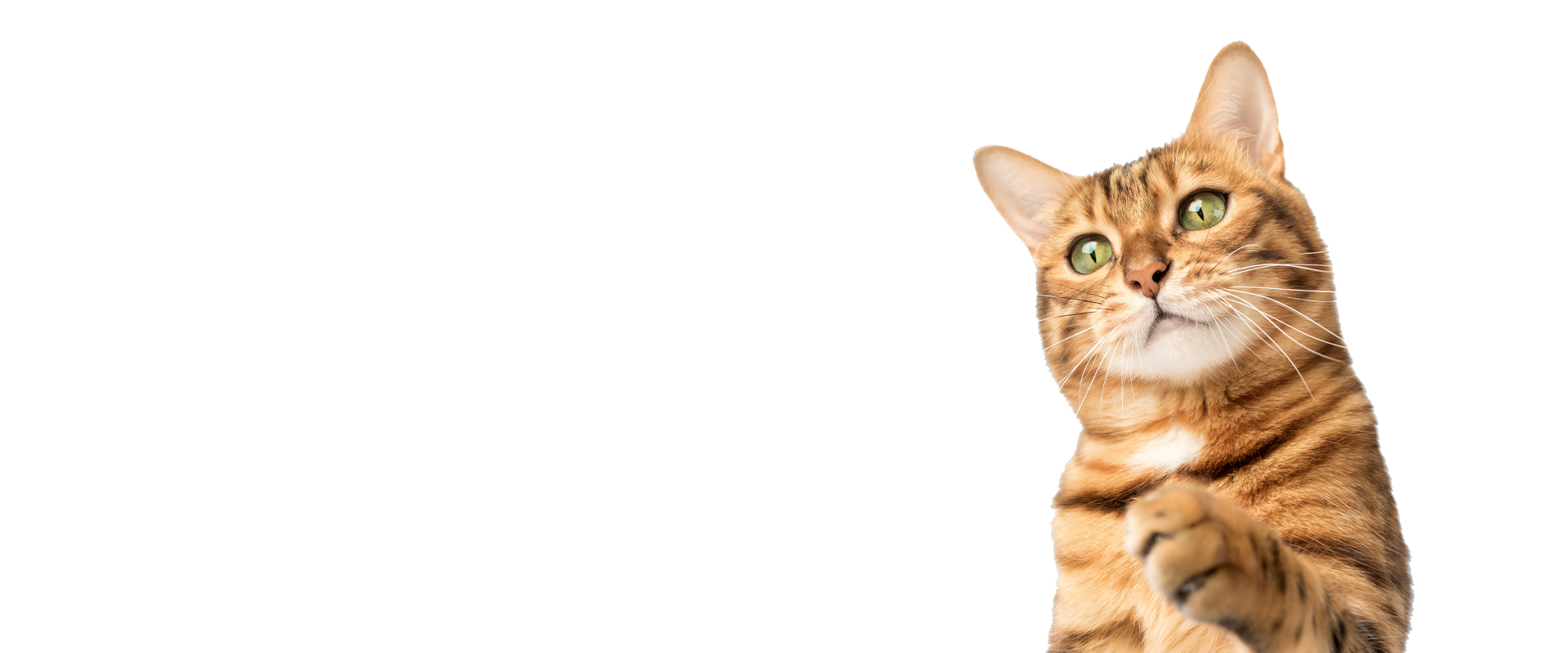 A brown tabby cat with green eyes and perked ears is looking slightly upward, extending one paw forward against a plain white background.