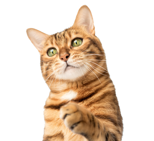 A brown and orange tabby cat with green eyes looks up curiously and raises one paw, set against a plain white background.