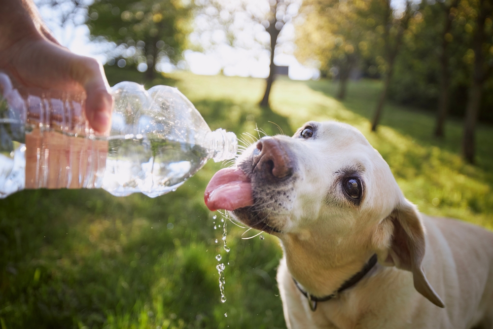 A yellow labrador retriever drinks water from a plastic bottle held by a person, with droplets falling and a sunny, green park in the background.