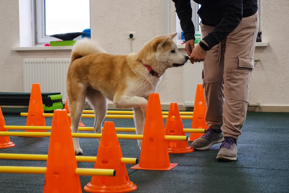 A person trains a tan and white dog to step through orange cones and yellow poles arranged on the floor in an indoor setting.