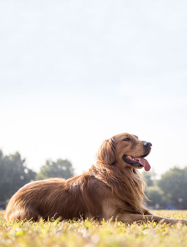 A golden retriever lies on green grass facing left, with a sunny backdrop and visible tree line, looking happy with its tongue out, exemplifying ideal pet behavior guidance.