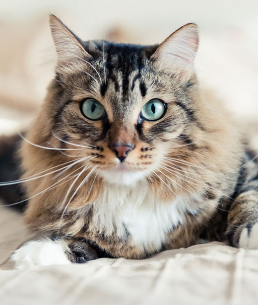 A close-up of a fluffy tabby cat with striking green eyes, lying on a beige bedspread and looking directly at the camera, potentially in need of pet pain management.