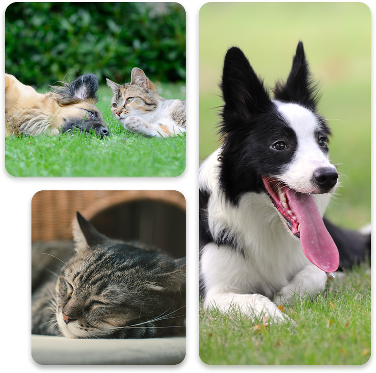 A collage of four pet photos: top left shows a dog and cat lying together on grass, top right features a border collie, bottom images capture a cat sleeping and another cat resting in a shaded
