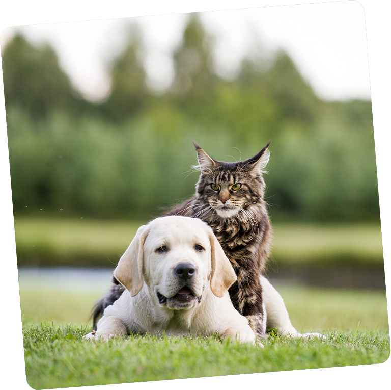 A labrador puppy and a maine coon cat resting together on grass after their pet rehabilitation session, with a serene pond and lush greenery in the background.