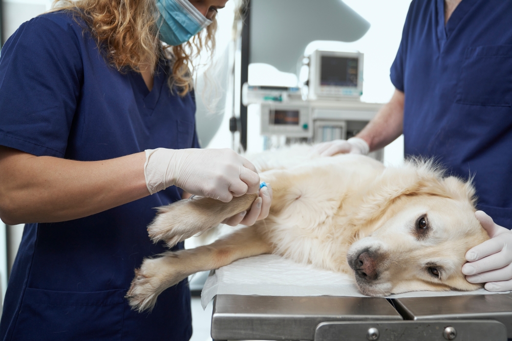 A golden retriever lies on an exam table while two veterinarians in blue scrubs and gloves insert an IV catheter into its front leg in a veterinary clinic.