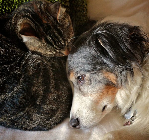 A tabby cat snuggles closely to an Australian Shepherd dog on a green textured surface. The dog looks serene with a thoughtful expression as the cat rests its head on the dog's body, exempl