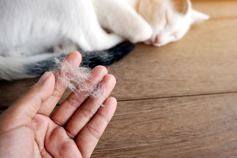 A hand holding a clump of cat fur in the foreground, while a white and orange cat sleeps curled up on a wooden surface in the background.