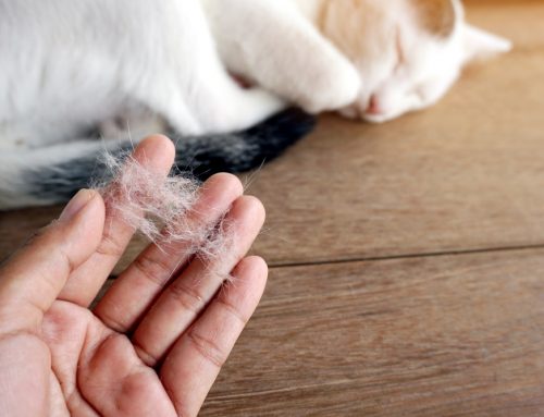 Is Your Pet Shedding Normally or Losing Hair for a Reason?