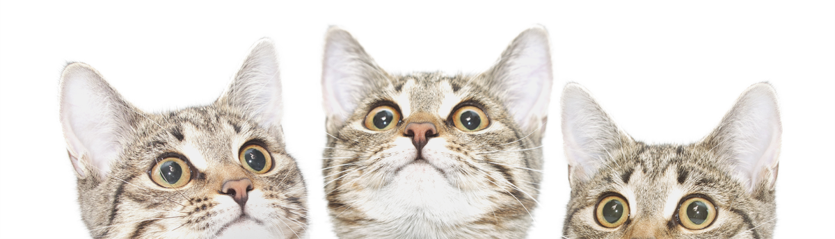 Three tabby cats with striped fur and wide eyes facing forward, isolated on a transparent background. Each cat displays a curious and alert expression, suggesting they might benefit from veterinary care in Houston.