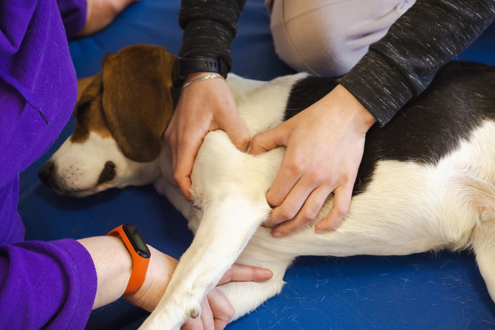 A dog lies on its side on a blue mat while two people gently massage and examine its front leg, possibly providing physical therapy or medical care.