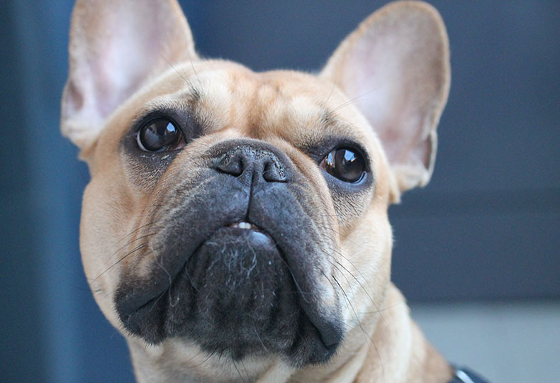 Close-up of a fawn French bulldog with large bat-like ears and dark, expressive eyes looking directly at the camera, set against a soft-focus blue background. This pet is an example frequently discussed
