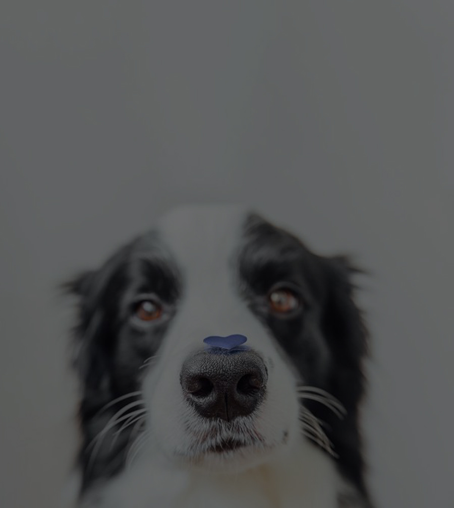 A close-up of a black and white dog with a small blue heart-shaped sticker on its nose, looking directly at the camera against a soft gray background, highlighting the importance of pet pain management.