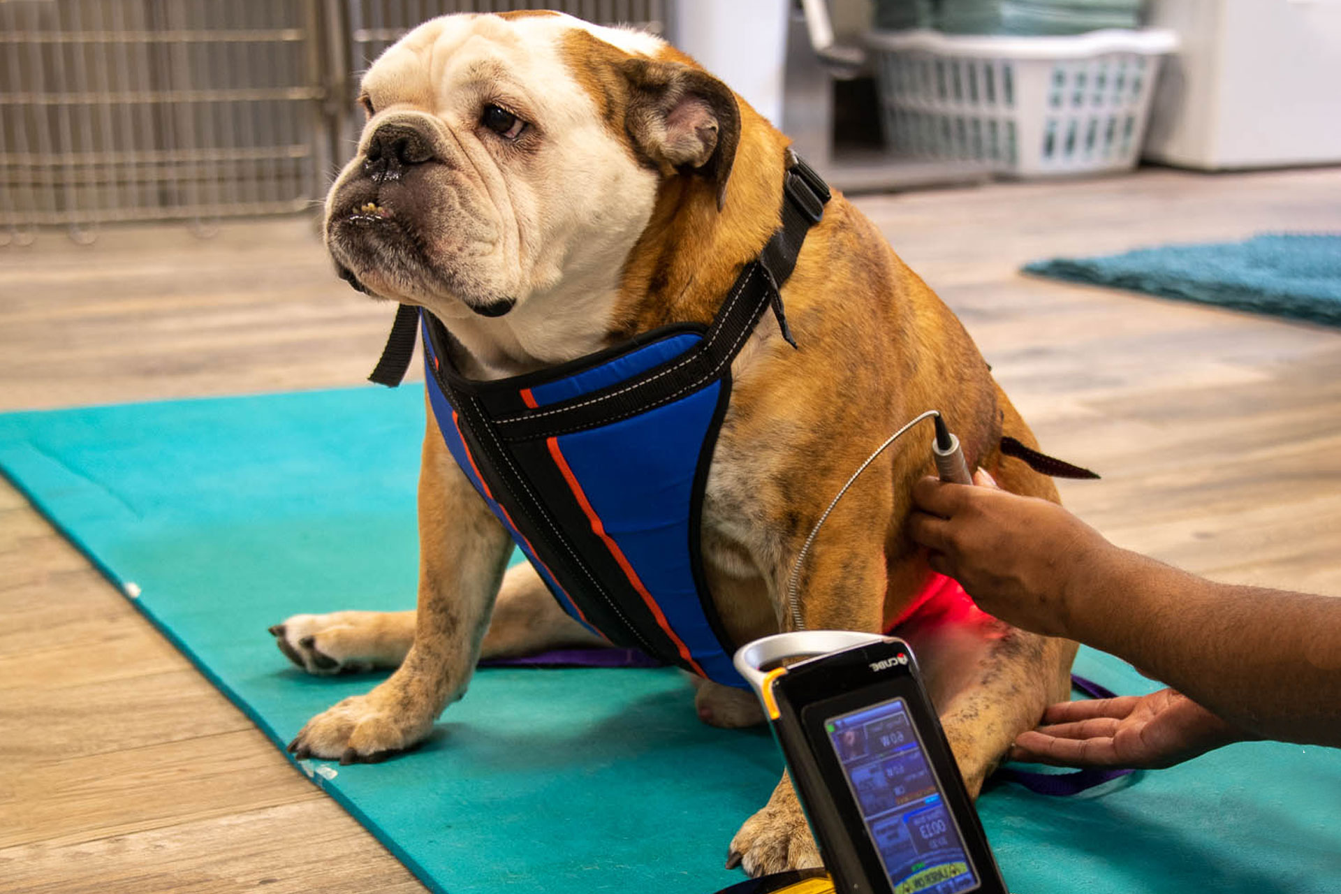 A bulldog with a concerned expression is sitting on a blue mat, wearing a harness, with a person's hands adjusting the harness around its torso for pet pain management. A handheld medical device is being
