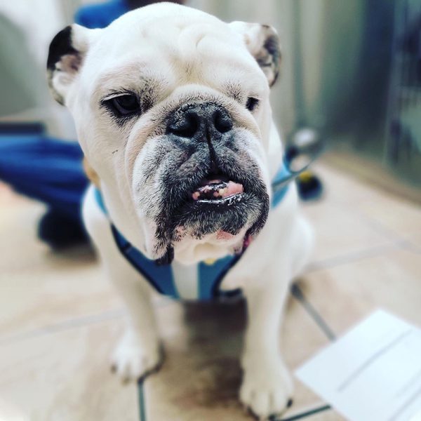 A close-up of an English bulldog wearing a blue harness, gazing upwards with a mild, slightly open-mouthed expression. The background is softly blurred. Perfect for discussions on pet behavior guidance.