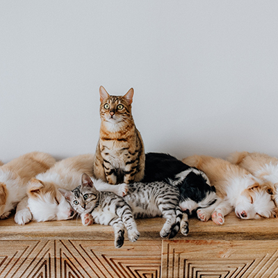 Four sleeping golden retriever puppies are lined up next to each other on a wooden floor, with three cats sitting and lying above them, against a plain wall focused on pet behavior guidance.